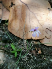 Pinguicula heterophylla