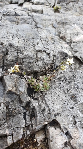 Draba tomentosa