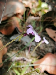Pinguicula heterophylla