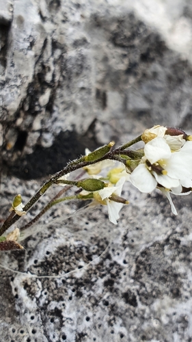 Draba tomentosa, photograph 2