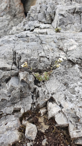 Draba tomentosa, photograph 3
