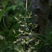 Agrostis pallens - Photo (c) 2008 Keir Morse, algunos derechos reservados (CC BY-NC-SA)