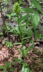 Platanthera ciliaris