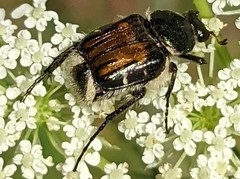 Trichiotinus affinis