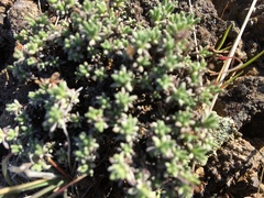 Eriogonum thymoides