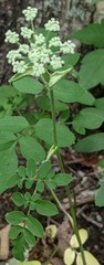Angelica venenosa