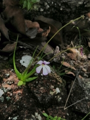 Pinguicula heterophylla