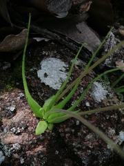 Pinguicula heterophylla