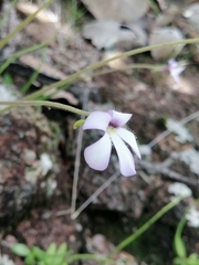 Pinguicula heterophylla