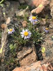 Erigeron leiomerus