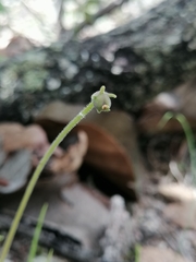 Pinguicula heterophylla
