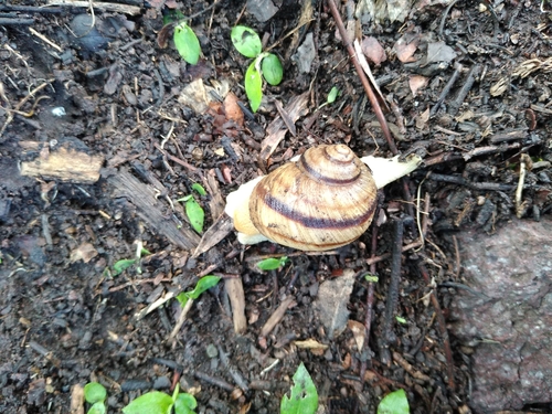 Humboldtiana pinicola