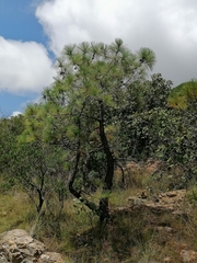 Pinus pringlei