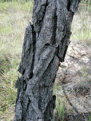 Pinus pringlei