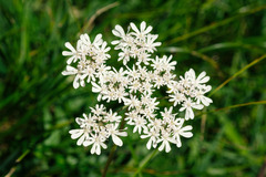 Heracleum austriacum