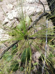 Pinus pringlei