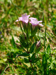 Gentianella aspera
