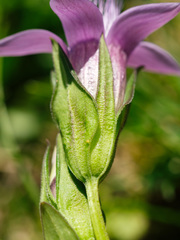 Gentianella aspera