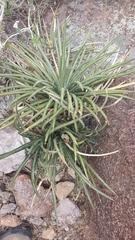 Agave schottii