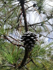 Pinus pringlei