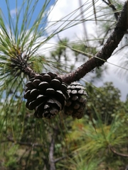 Pinus pringlei