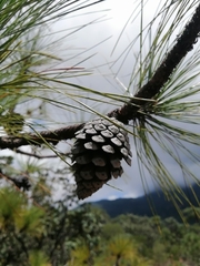 Pinus pringlei