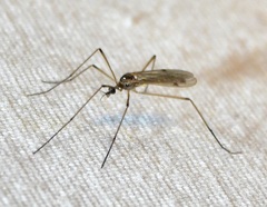 Teucholabis complexa