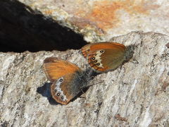 Coenonympha gardetta darwiniana