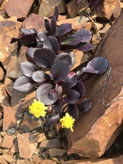 Senecio soldanella