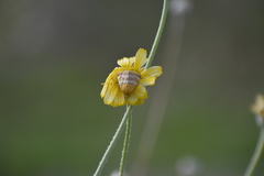 Schinia miniana