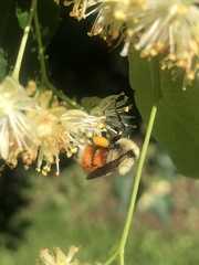 Bombus huntii