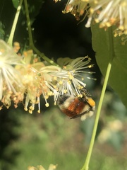 Bombus huntii