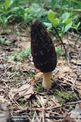 Morchella angusticeps