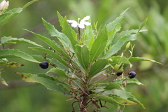 Scaevola chamissoniana