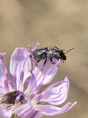 Asydates grandiceps