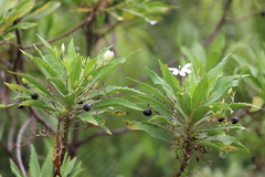 Scaevola chamissoniana