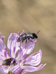 Asydates grandiceps