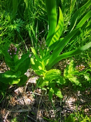 Galearis camtschatica