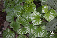 Begonia convolvulacea