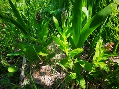 Galearis camtschatica