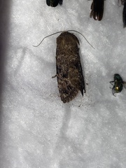 Agrotis segetum