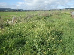 Raphanus raphanistrum raphanistrum