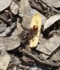 Dasymutilla dilucida