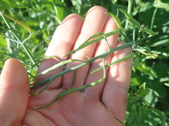 Raphanus raphanistrum raphanistrum