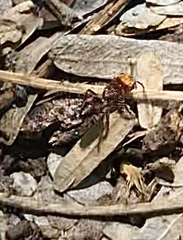 Dasymutilla dilucida