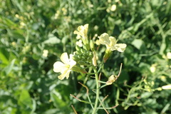 Raphanus raphanistrum raphanistrum