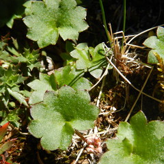 Micranthes porsildiana