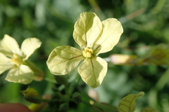 Raphanus raphanistrum raphanistrum