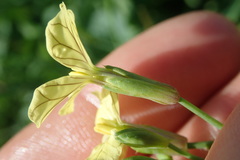 Raphanus raphanistrum raphanistrum