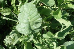 Raphanus raphanistrum raphanistrum